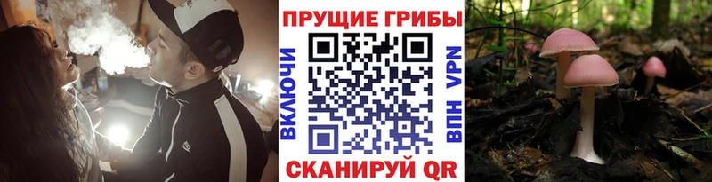 Купить закладки  Пудож  Псилоцибиновые грибы мухоморы 